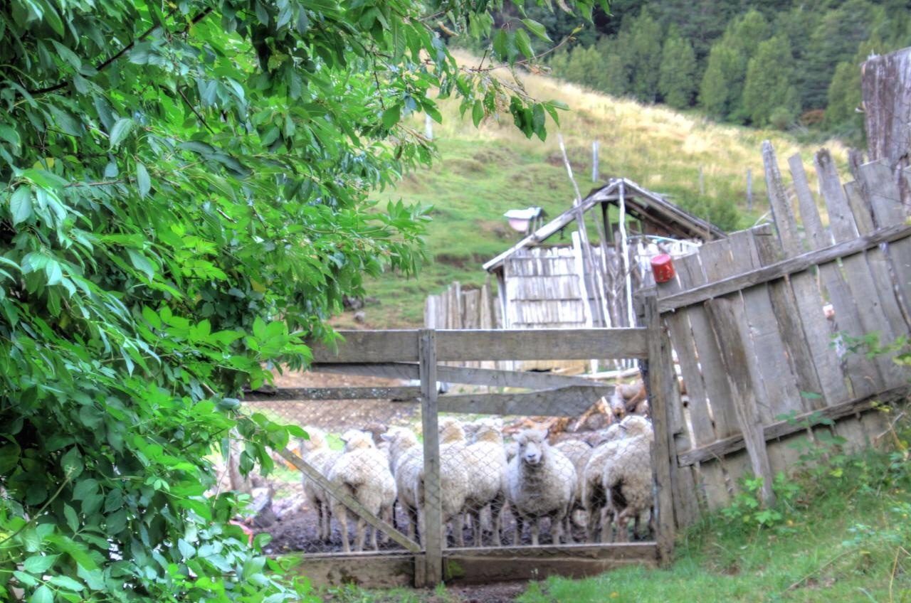 Turismo Rural Los Alpes Futaleufu Ngoại thất bức ảnh
